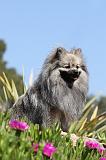 SPITZ ALLEMAND 110